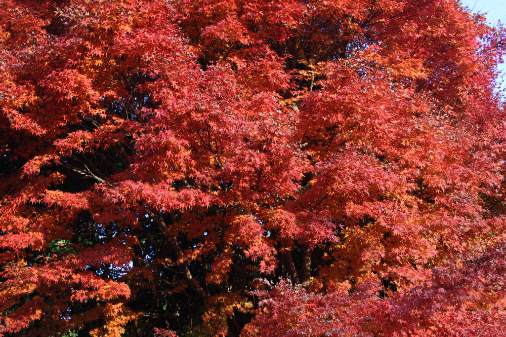 こうようの写し方は、、、、？