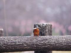 花見には、、、