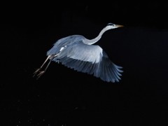 今日の青ちゃん