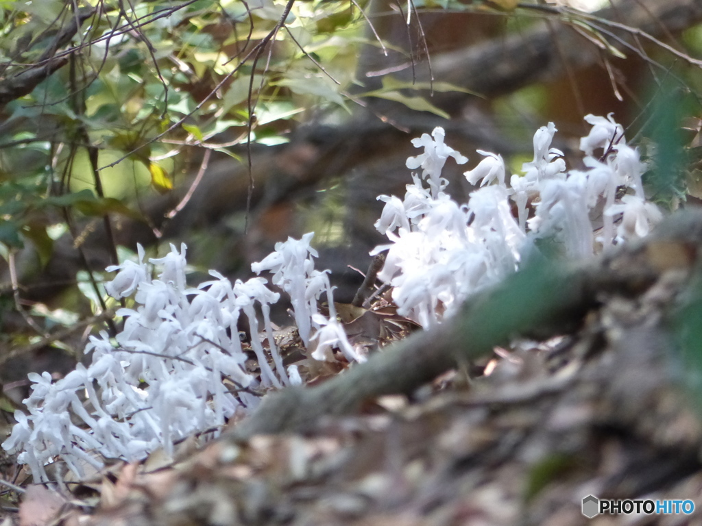 マクロで写してある方が