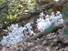 マクロで写してある方が