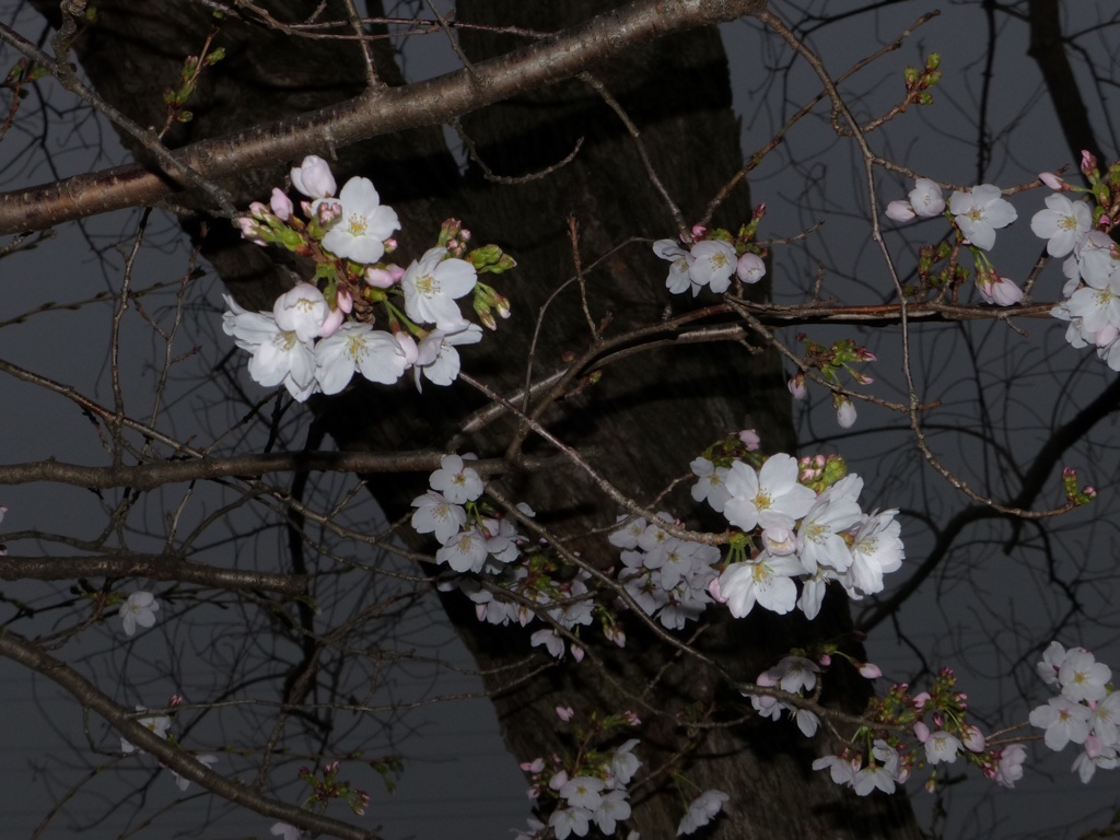 夜桜じゃないです