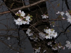 夜桜じゃないです