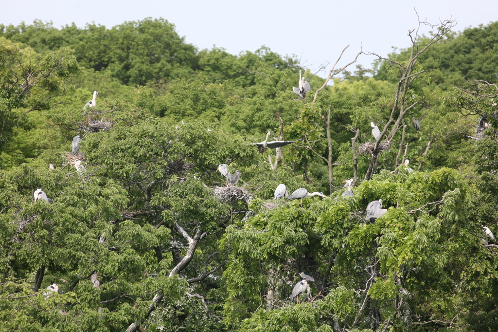 雛が生まれたら