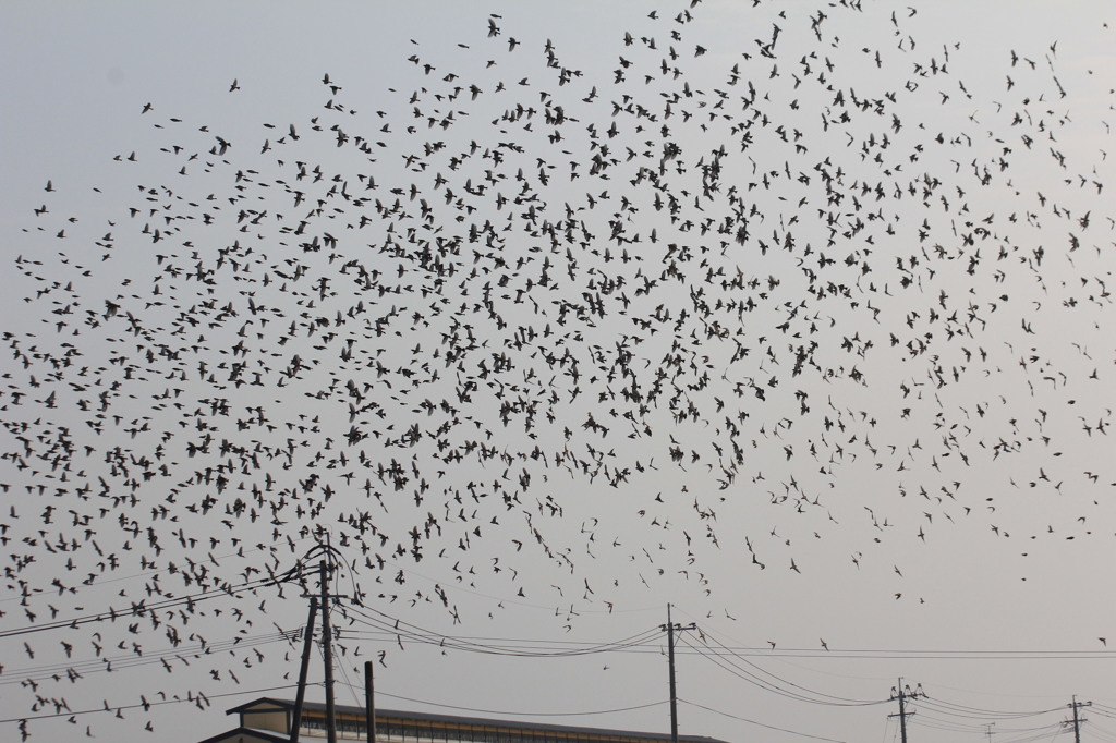 あまり大きな群れじゃないけど
