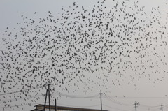 あまり大きな群れじゃないけど