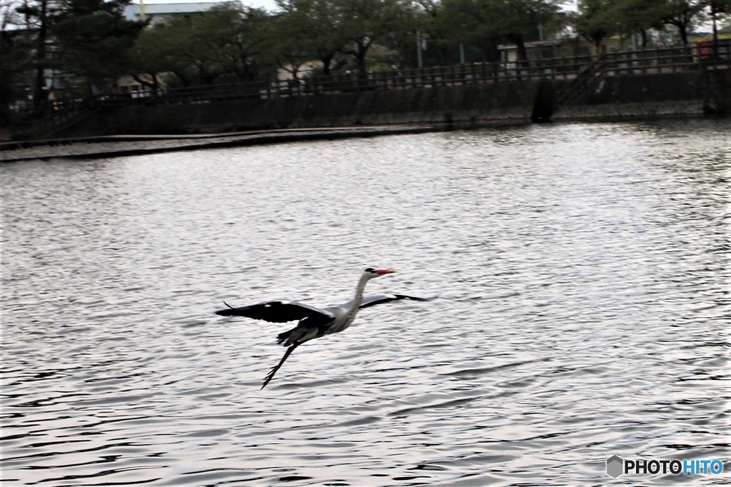 なかなか正面は難しいです