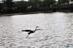 なかなか正面は難しいです