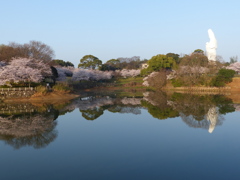 カワセミ池です