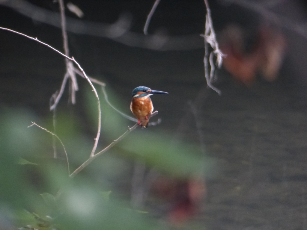 今日のまるちゃん