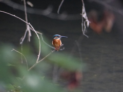 今日のまるちゃん