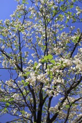 なんじゃもんじゃの木