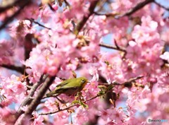 河津桜
