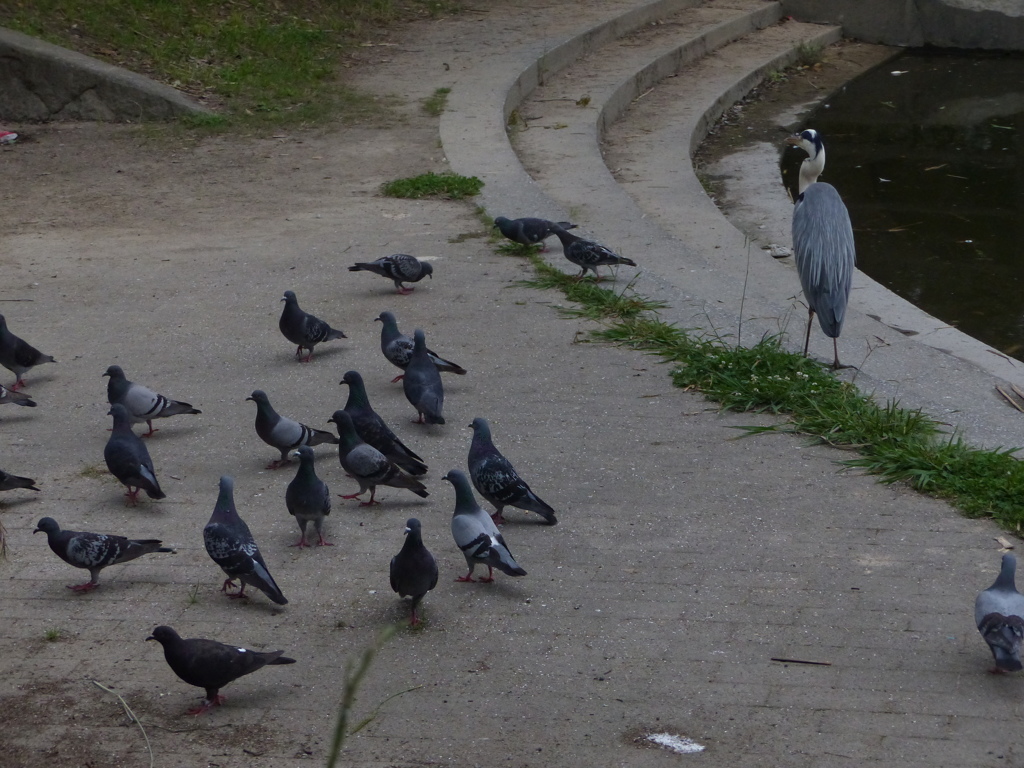 はいもうすぐ夕ご飯