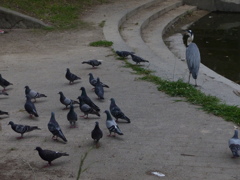はいもうすぐ夕ご飯