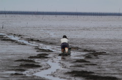 え、半ズボンで