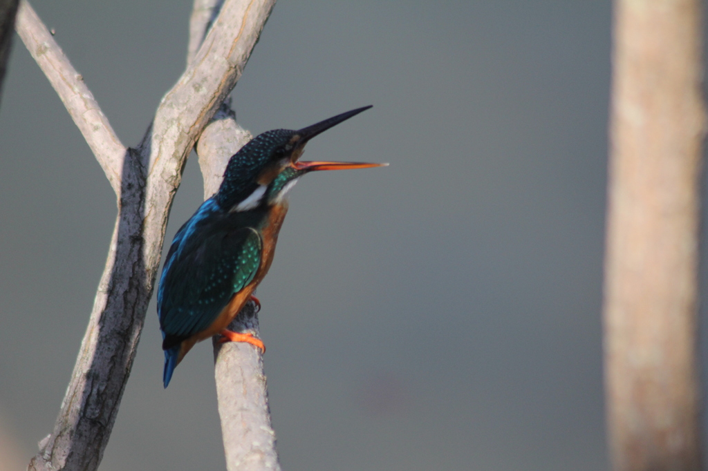 グルメレポート