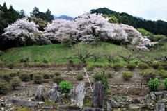 源さんおすすめの桜