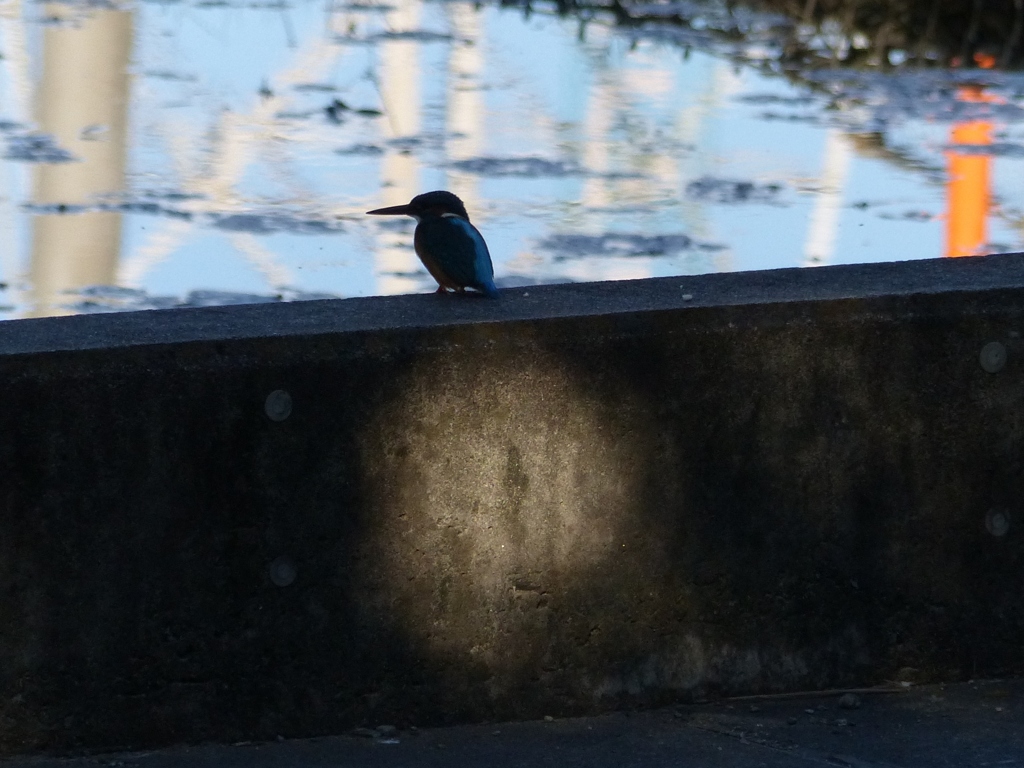 明るく写してよ