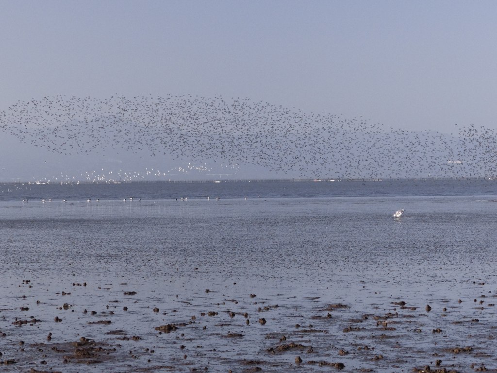 こういうのがピントが
