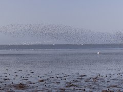 こういうのがピントが