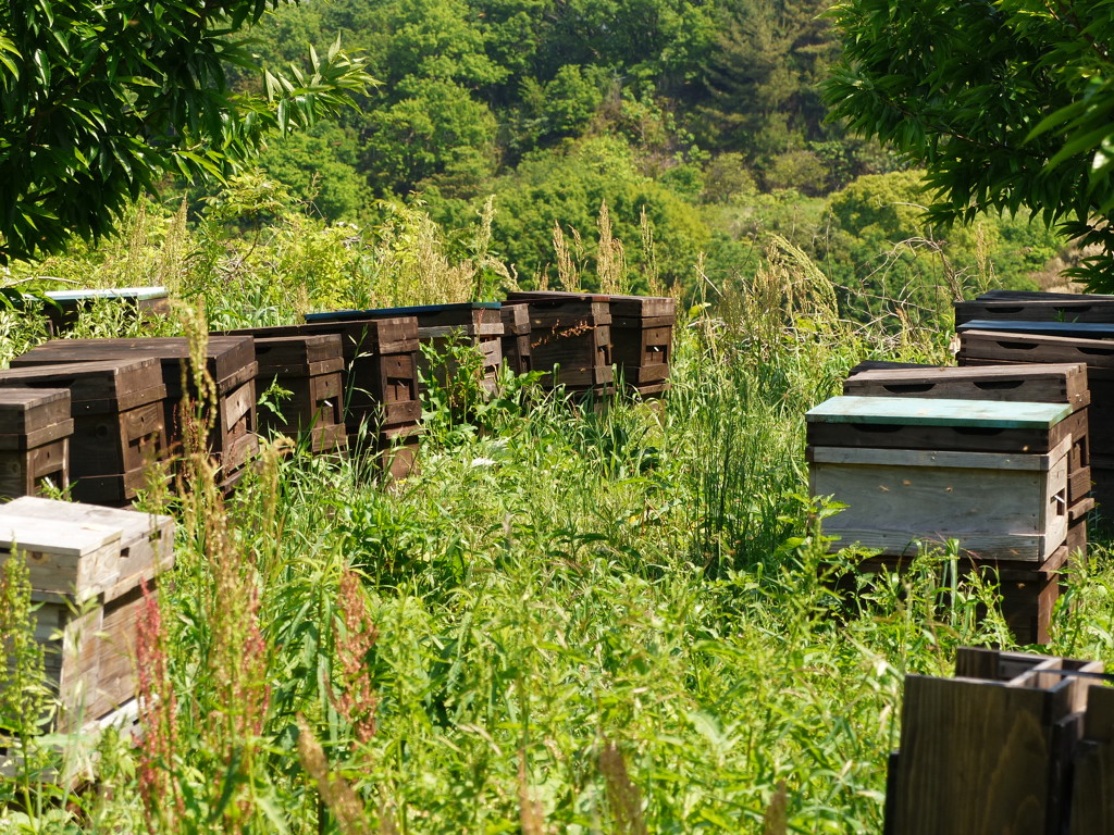 おいしい蜜作ってね