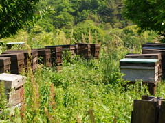 おいしい蜜作ってね