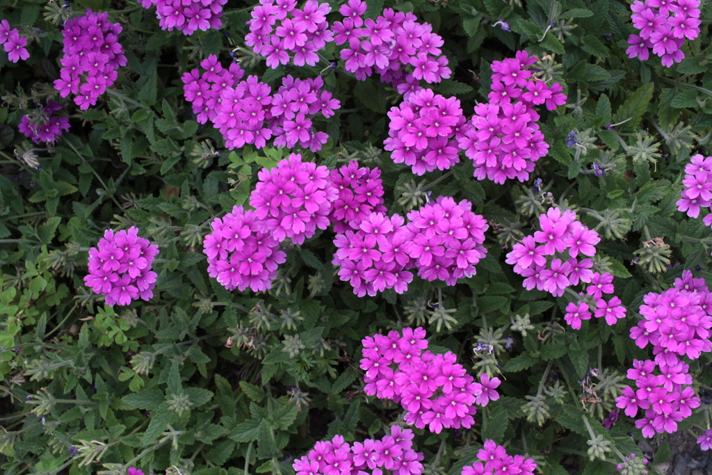 アジサイじゃないですが