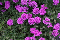 アジサイじゃないですが