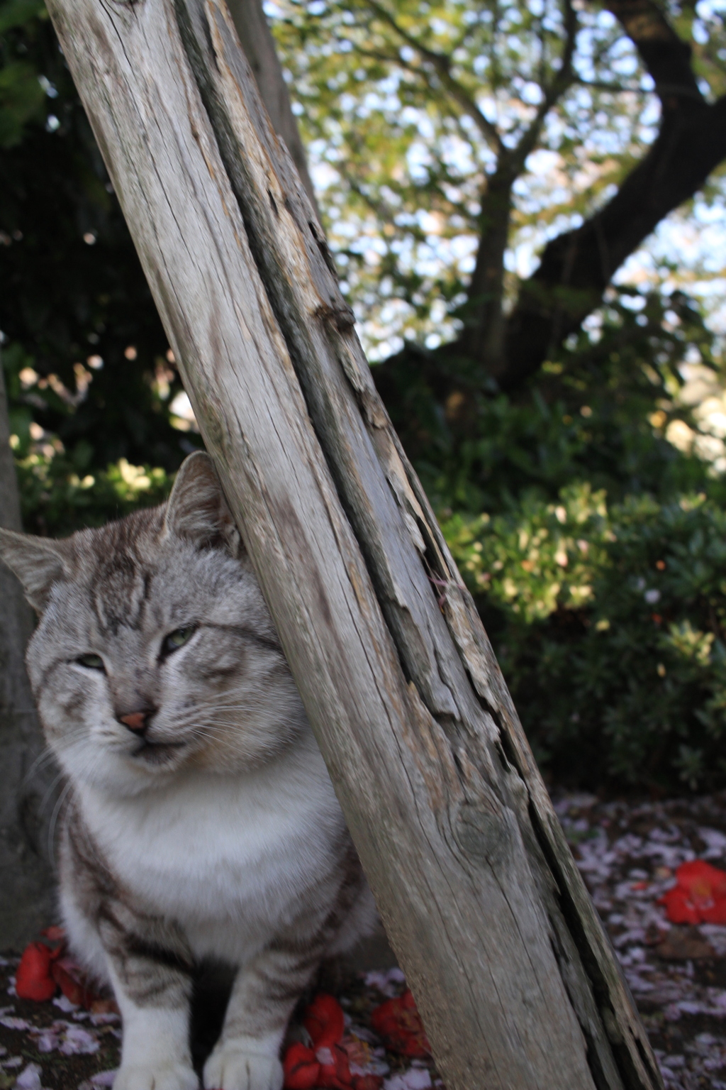 ここがよかばい