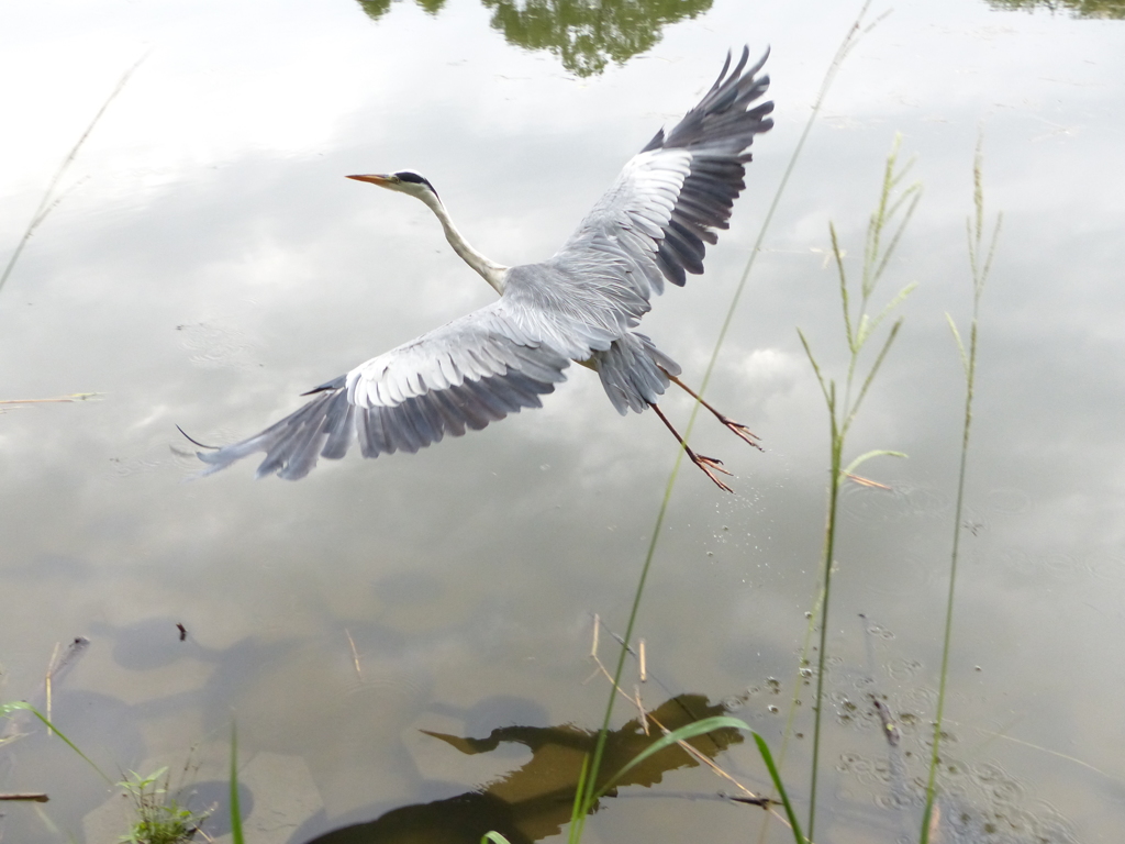 これは褒められるかな