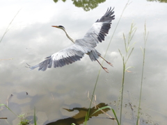 これは褒められるかな