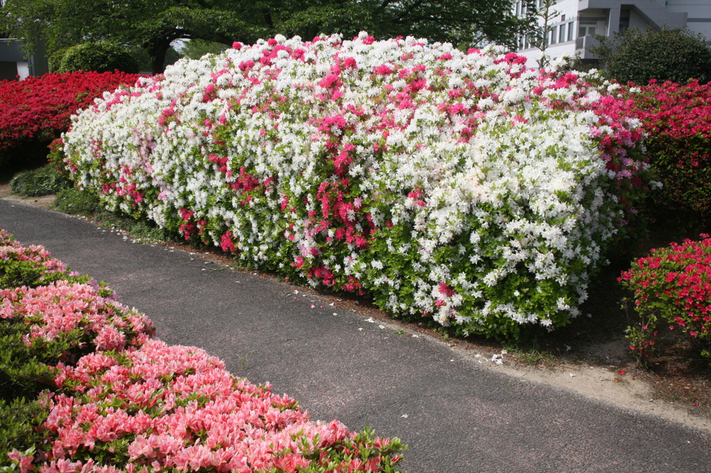 くるめつつじを