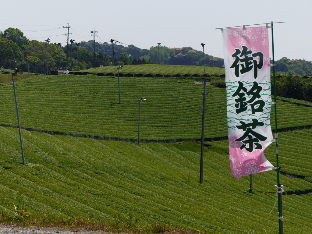 まあ、お茶でも