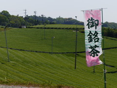 まあ、お茶でも