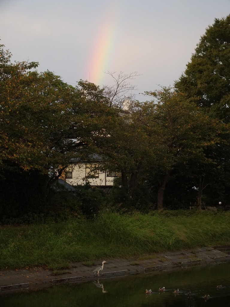 虹と鳥たち