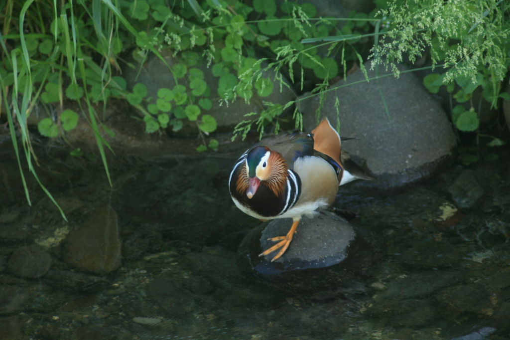 すべるよ