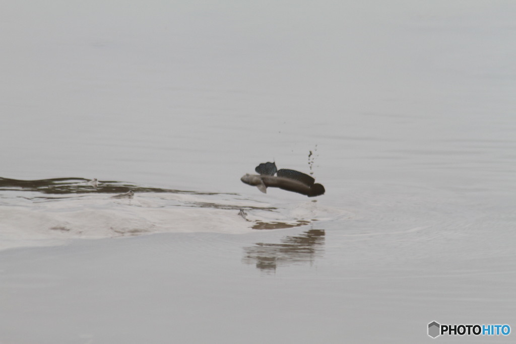 こちらはいつも飛んでます