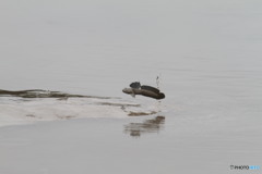 こちらはいつも飛んでます