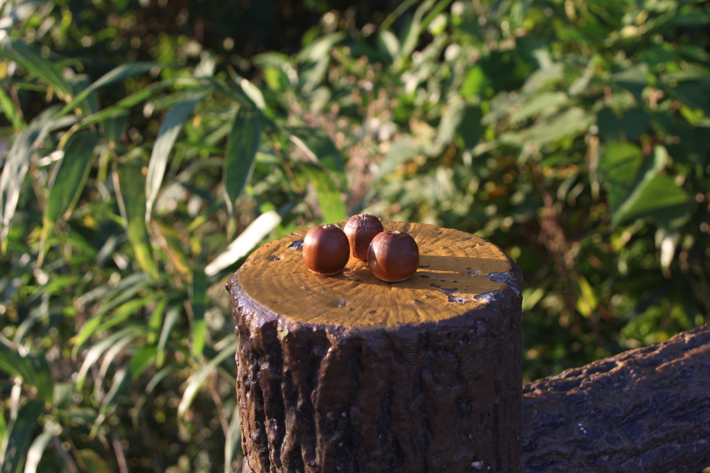 栗じゃないですが