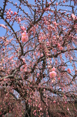 あと３日ぐらいで見頃