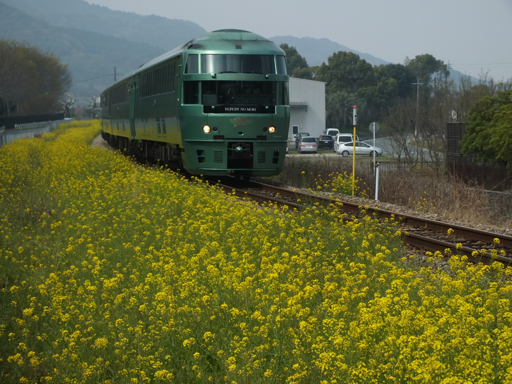 菜の花と、