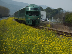 菜の花と、