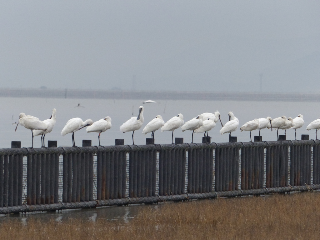並んでください