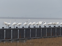 並んでください