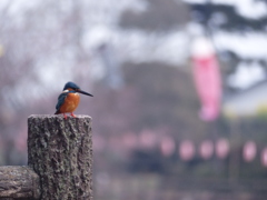 まだ夕暮れは寒いね
