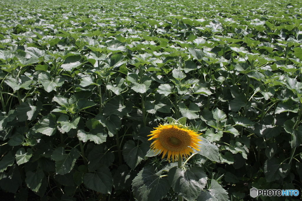 藤井４段、お疲れさん