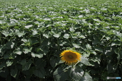 藤井４段、お疲れさん