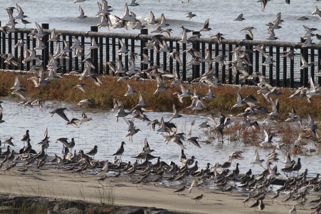 はましぎ、だいぜん