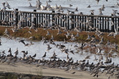 はましぎ、だいぜん